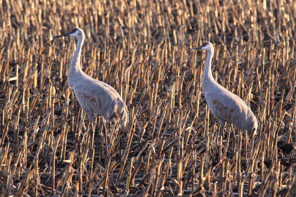 Sandhill Crane - ML644512234