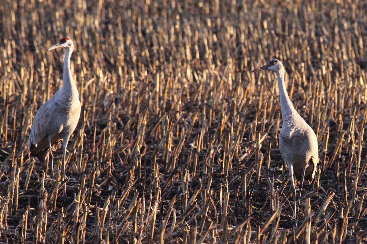 Sandhill Crane - ML644512235