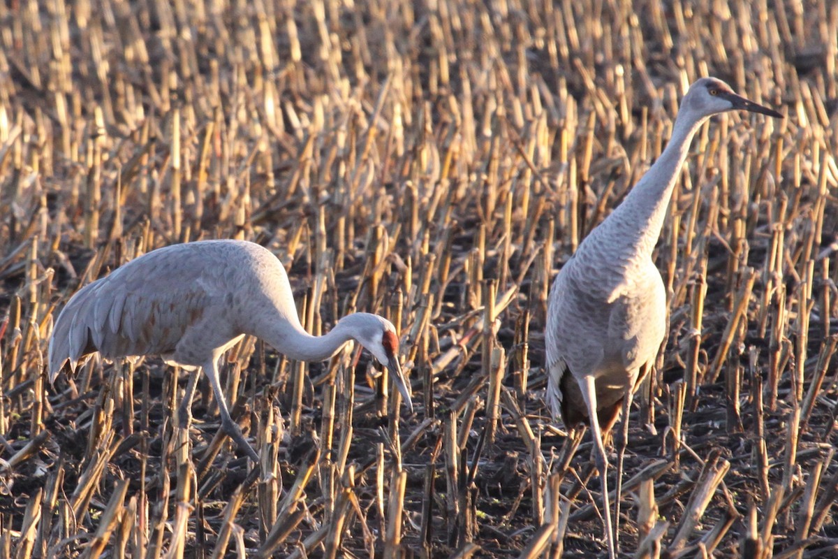Sandhill Crane - ML644512236