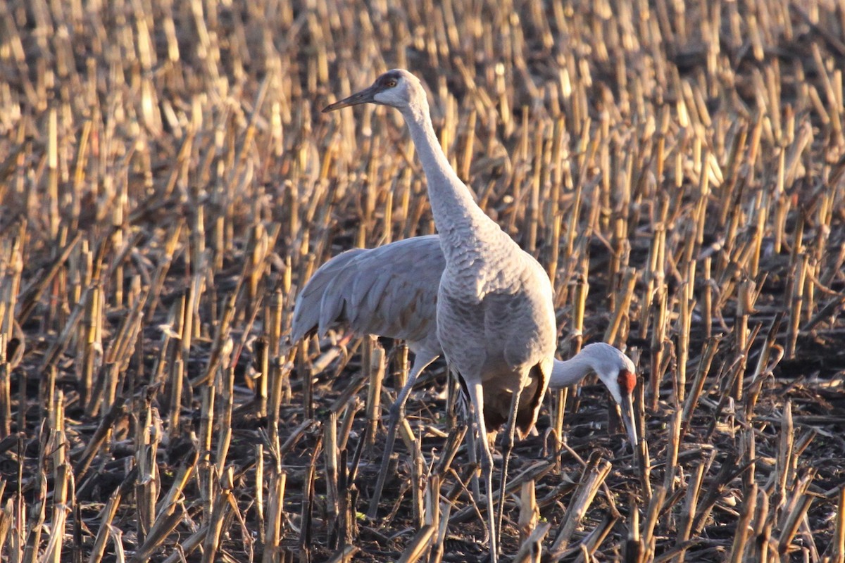 Sandhill Crane - ML644512237
