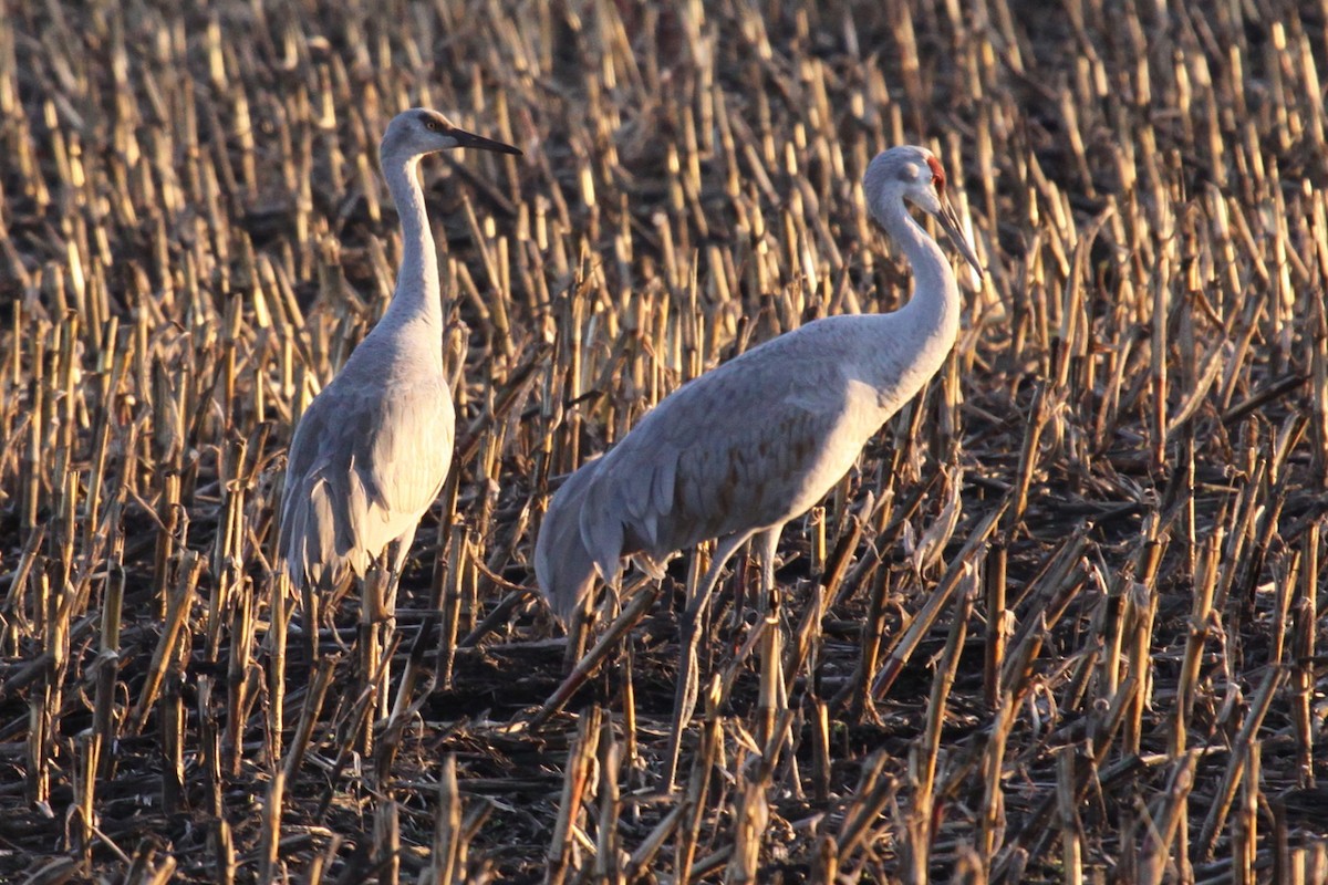 Sandhill Crane - ML644512238