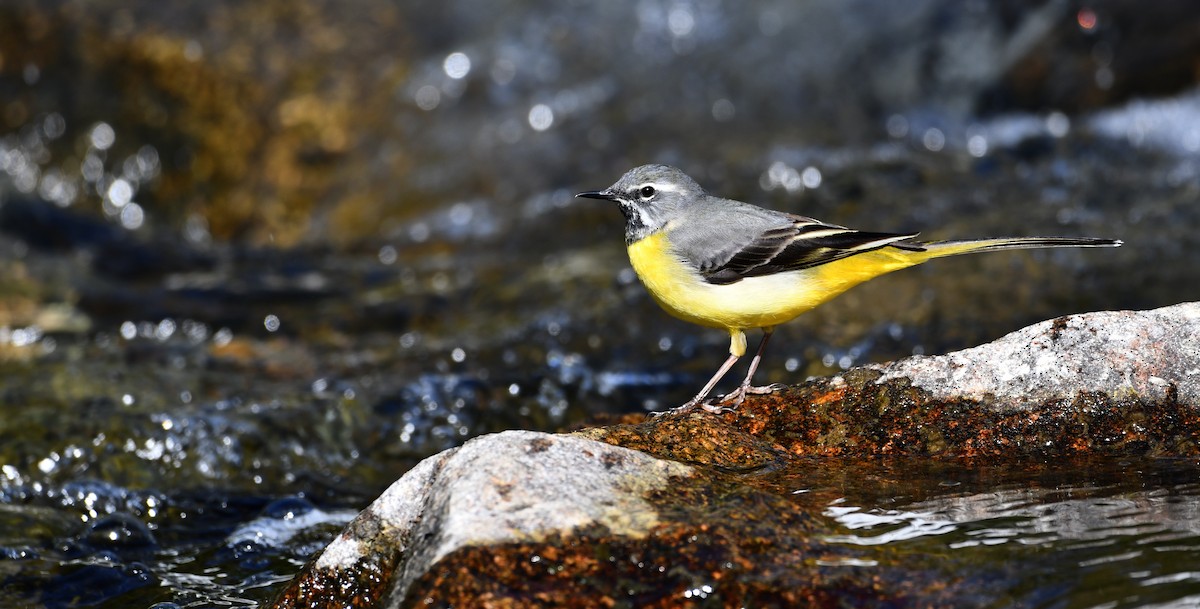 vintererle - ML644512240