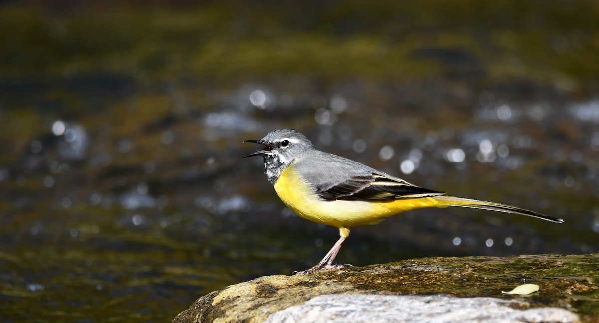 vintererle - ML644512241