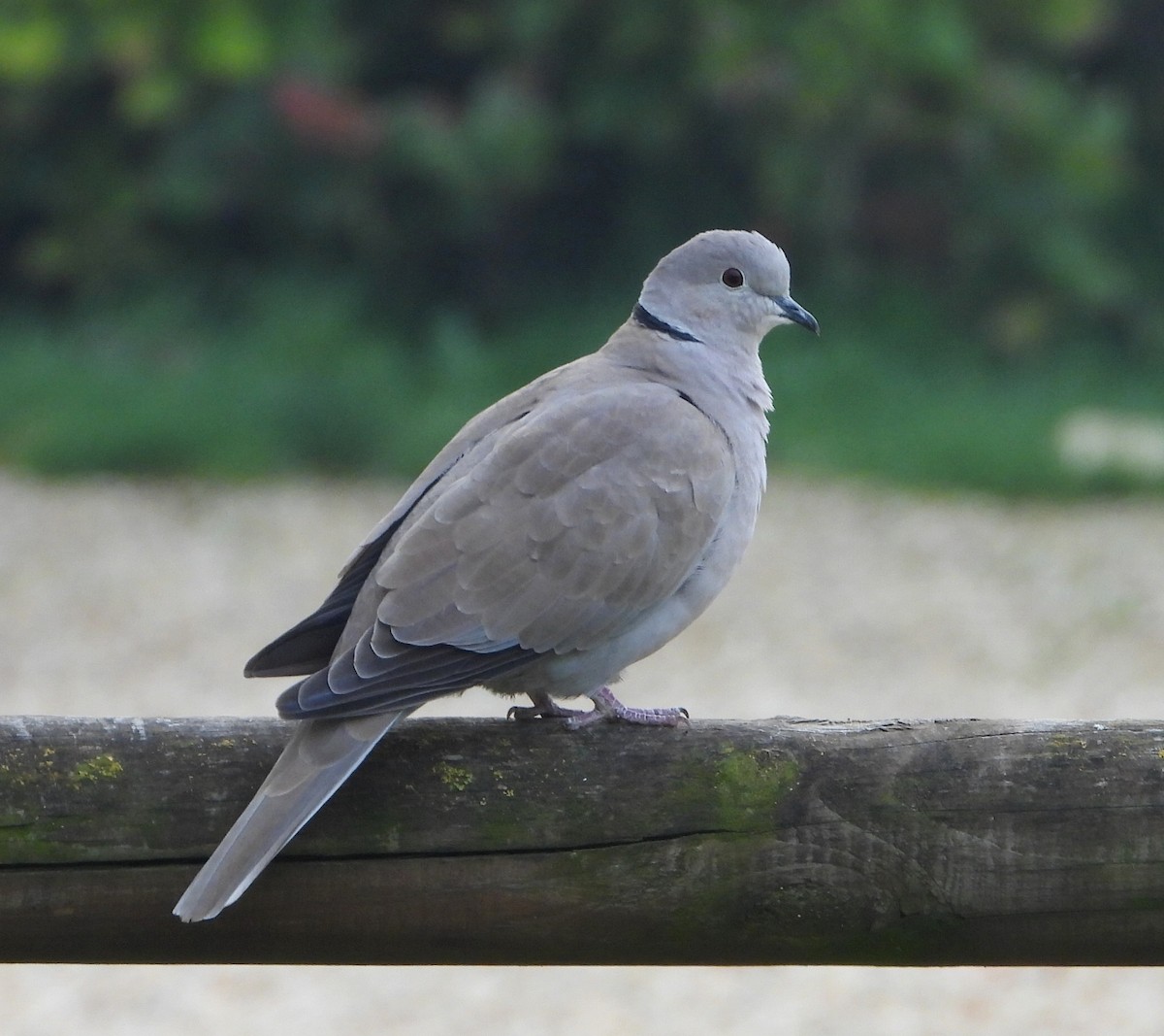 hrdlička zahradní - ML644512244