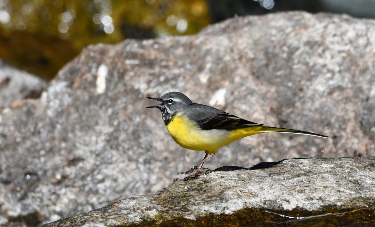 vintererle - ML644512245