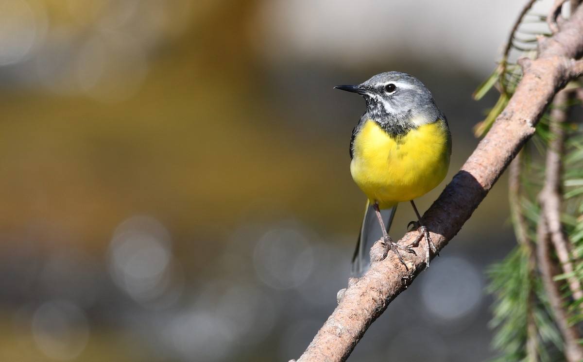 vintererle - ML644512252