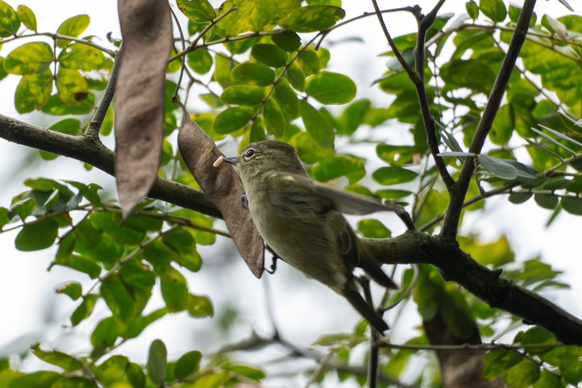 Yellow-browed Tit - ML644512253