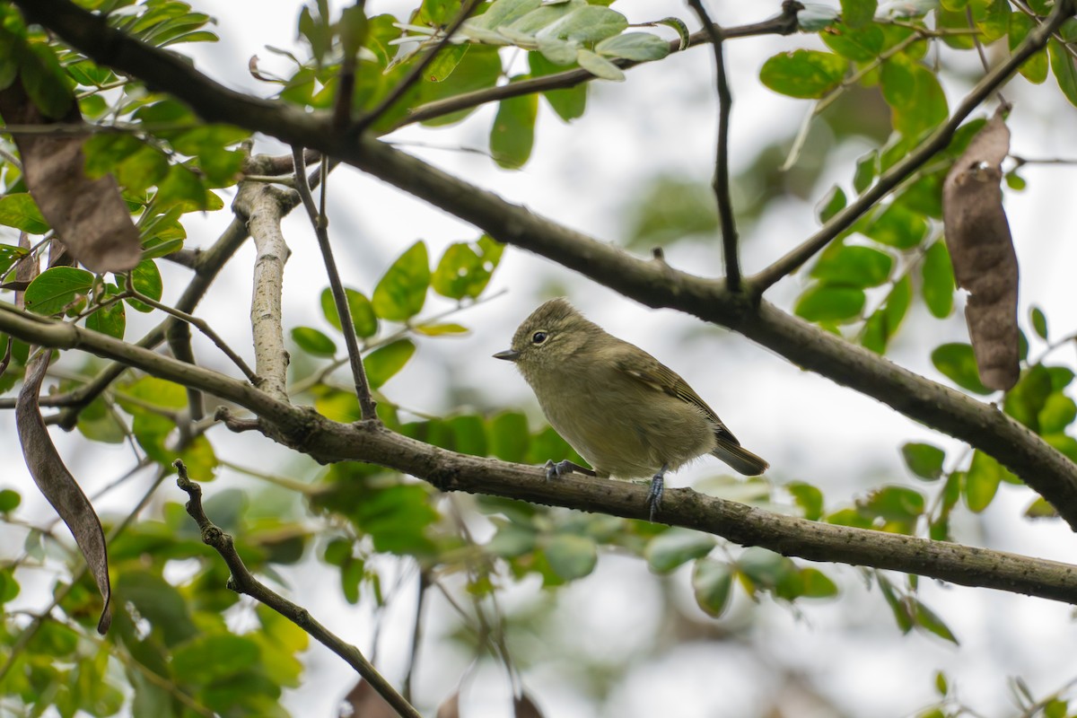 Yellow-browed Tit - ML644512254