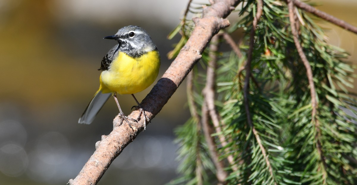 vintererle - ML644512255