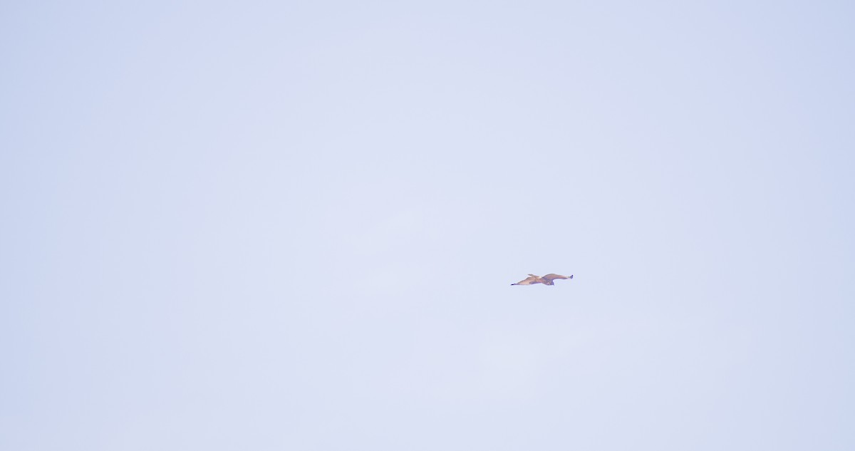 musvåk - ML644512256