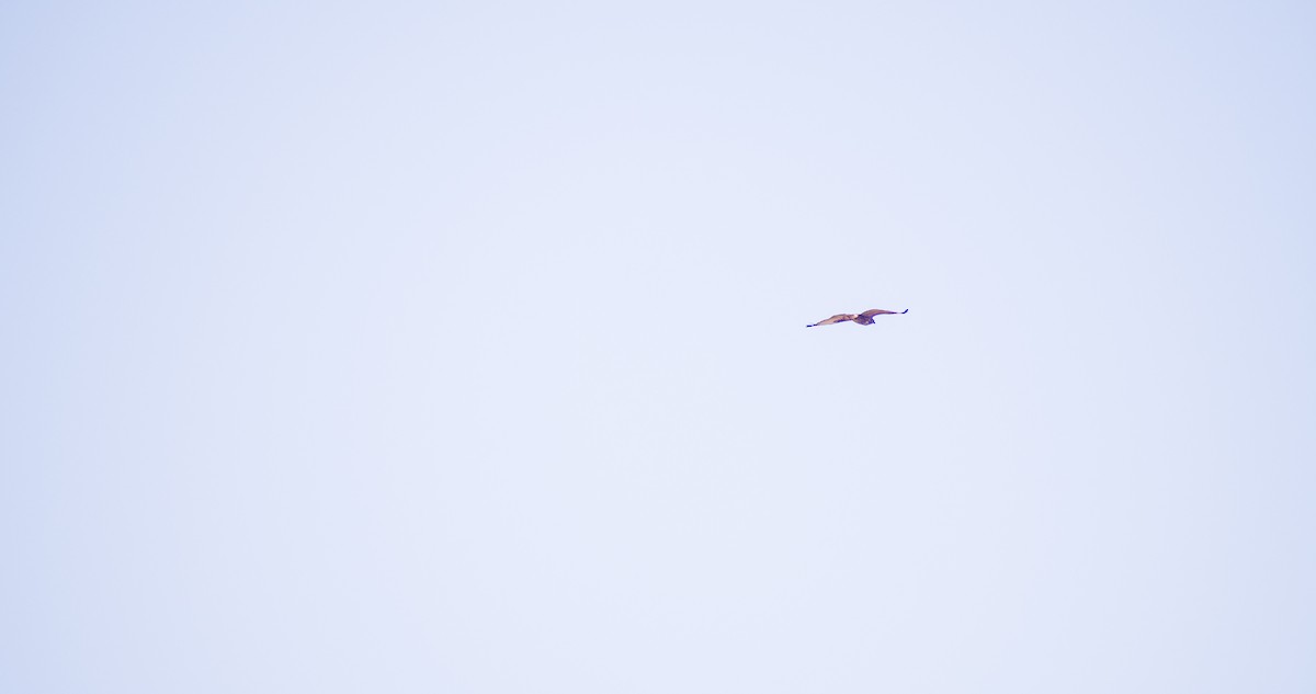 musvåk - ML644512257