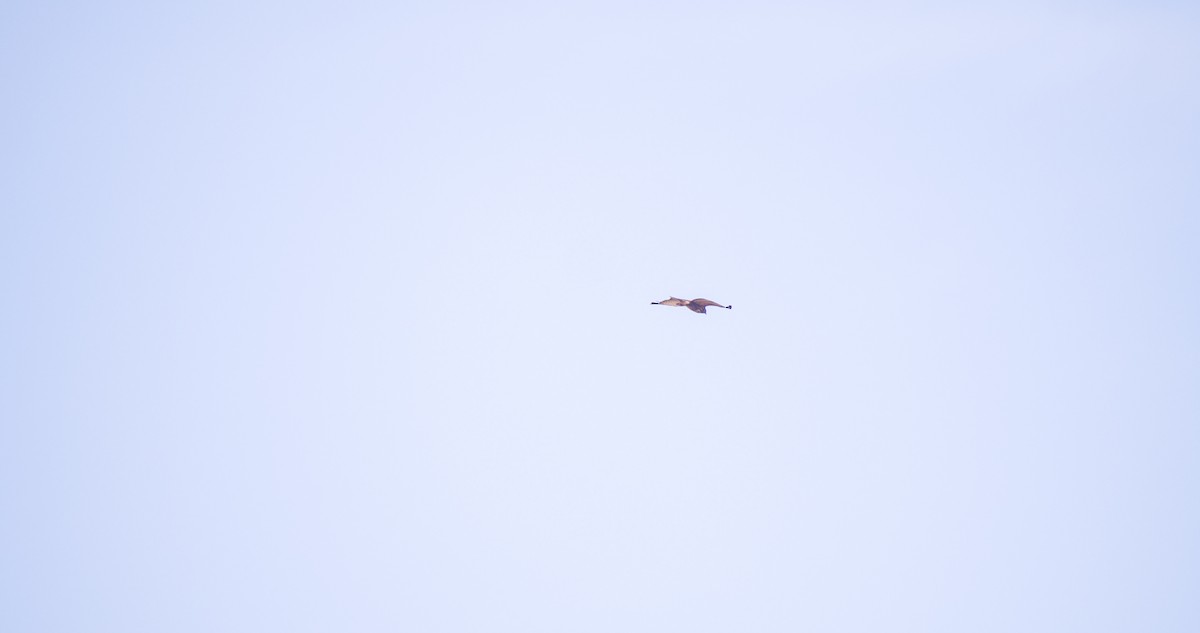 musvåk - ML644512258