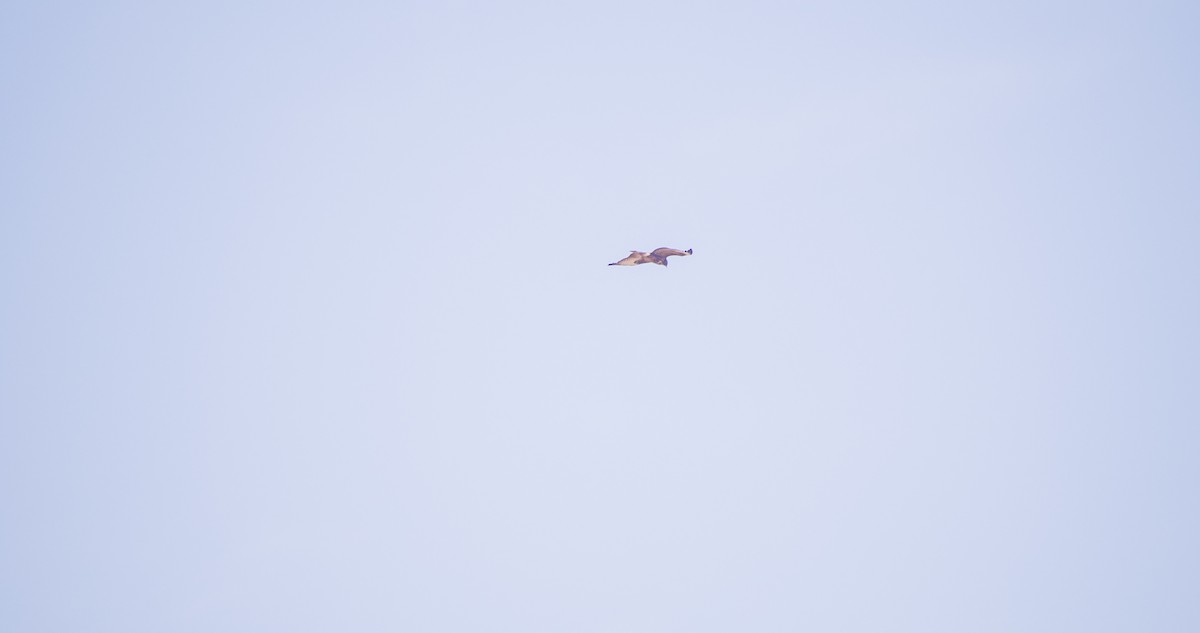 musvåk - ML644512259