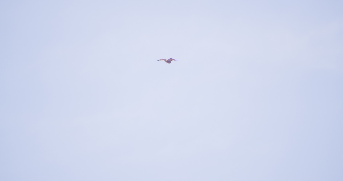 musvåk - ML644512260