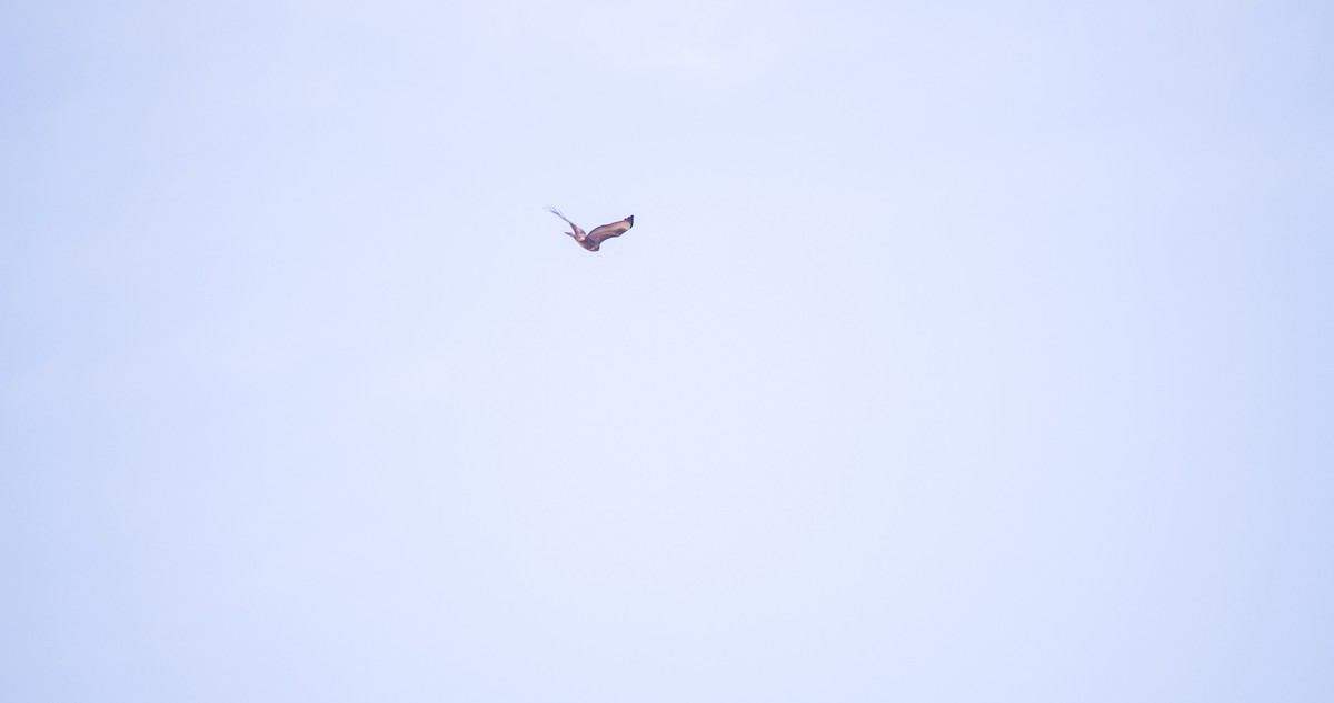 musvåk - ML644512261