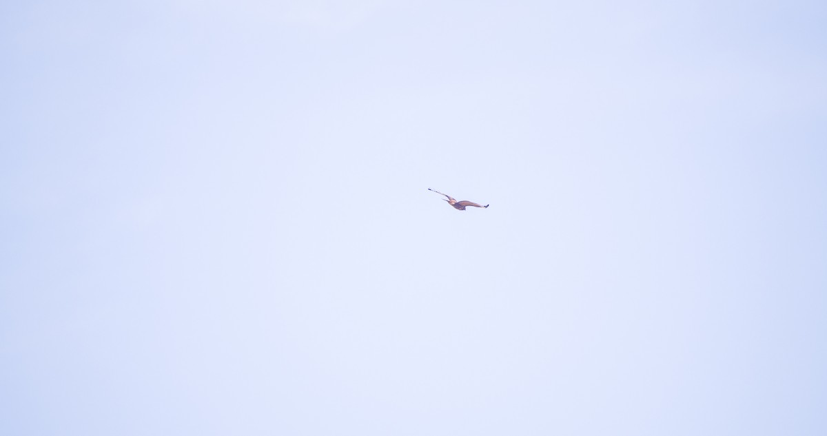 musvåk - ML644512262