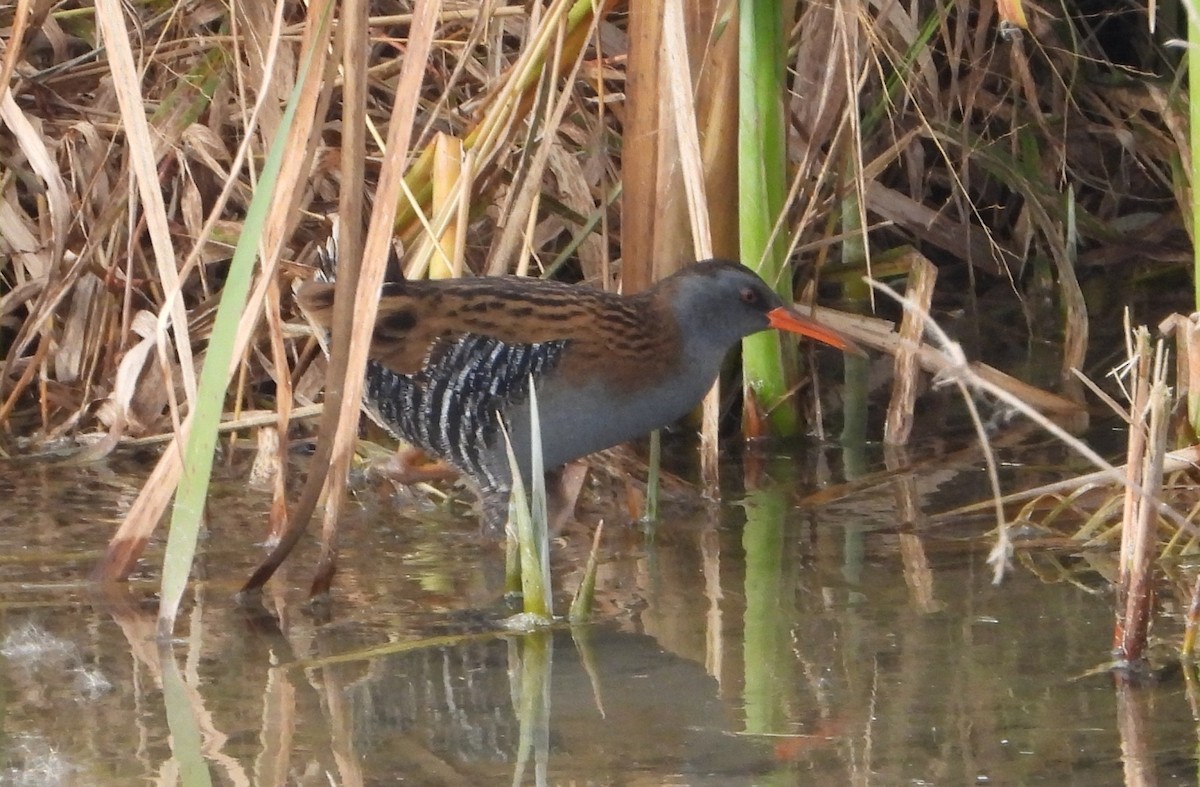 vannrikse - ML644512265