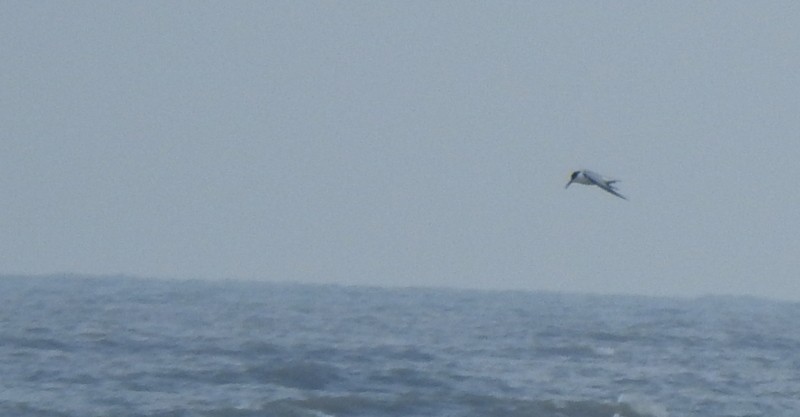 dvergterne - ML644512266