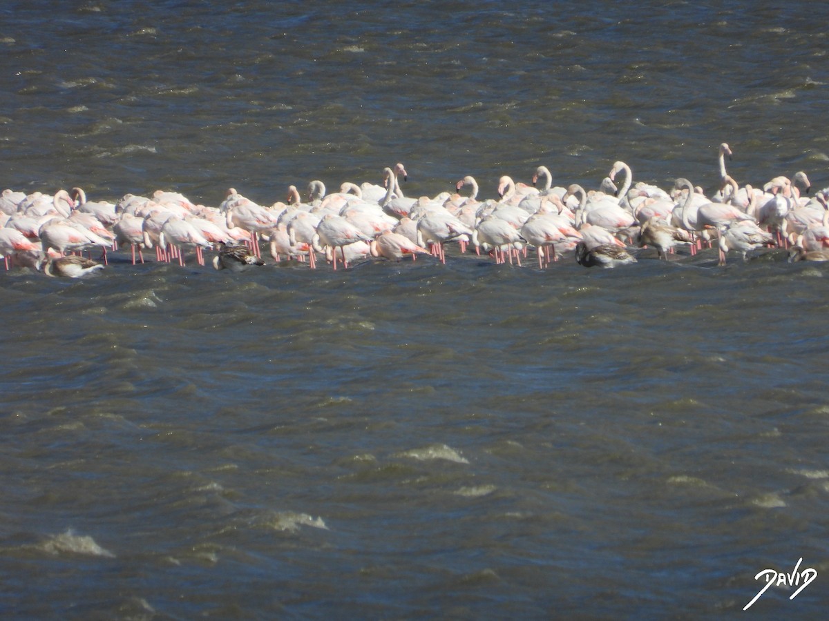 rosenflamingo - ML644512267