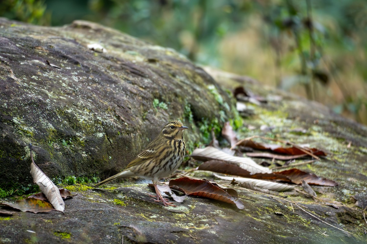 linduška olivová - ML644512269