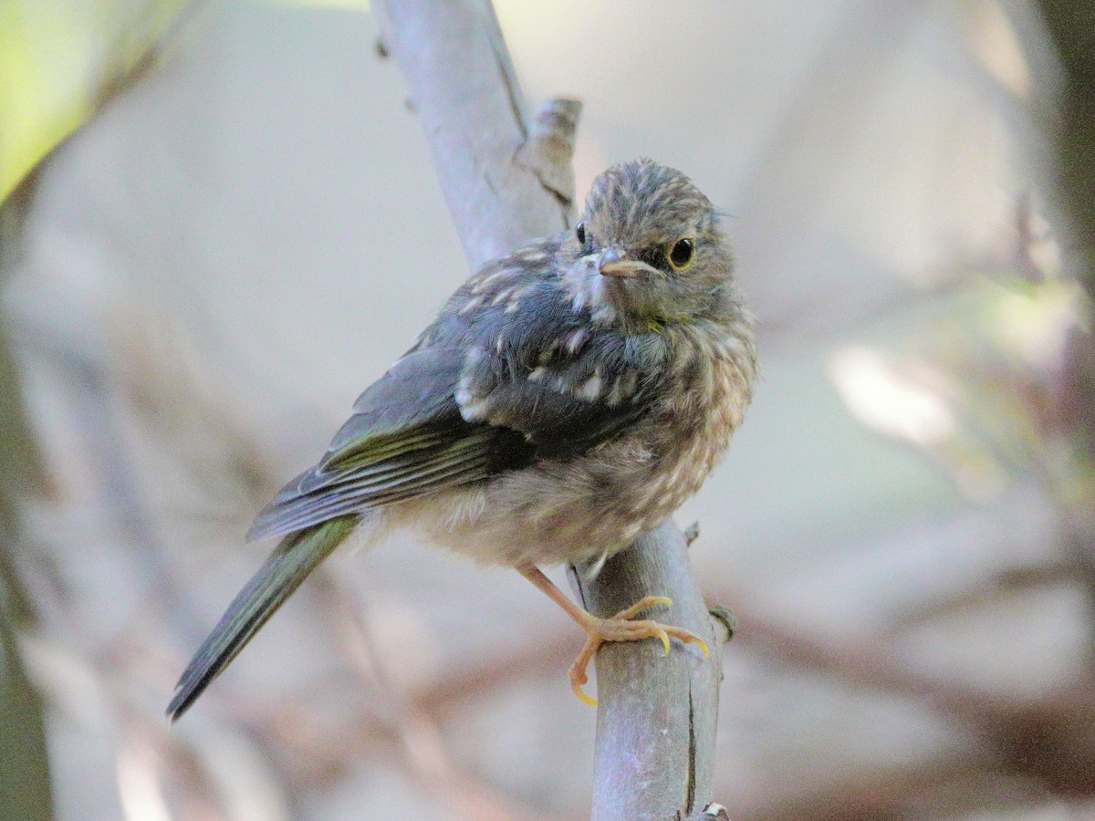 Eastern Yellow Robin - ML644512271