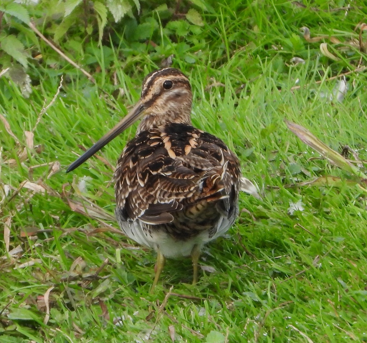 enkeltbekkasin - ML644512272