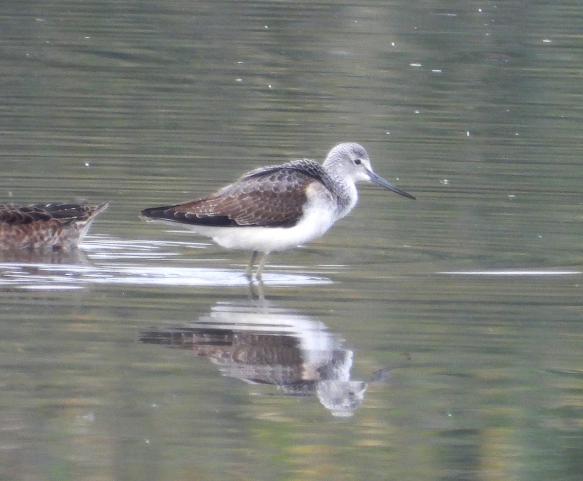 gluttsnipe - ML644512278