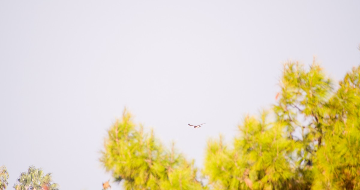 myrhauk - ML644512279