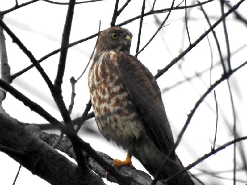 Shikra - ML644512292