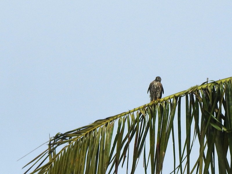 Shikra - ML644512293