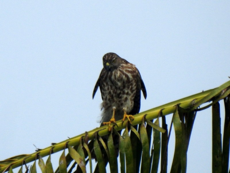 Shikra - ML644512294