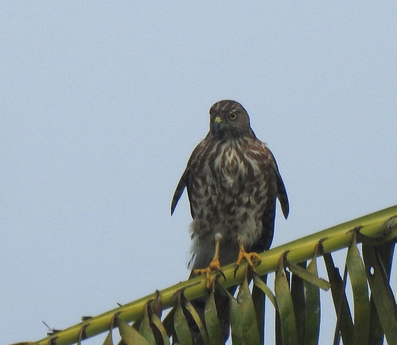 Shikra - ML644512295