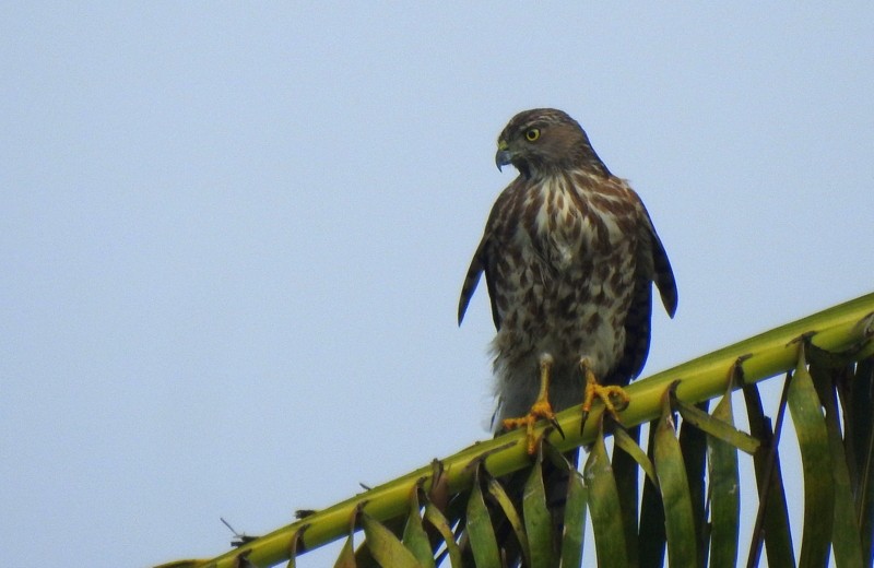 Shikra - ML644512296