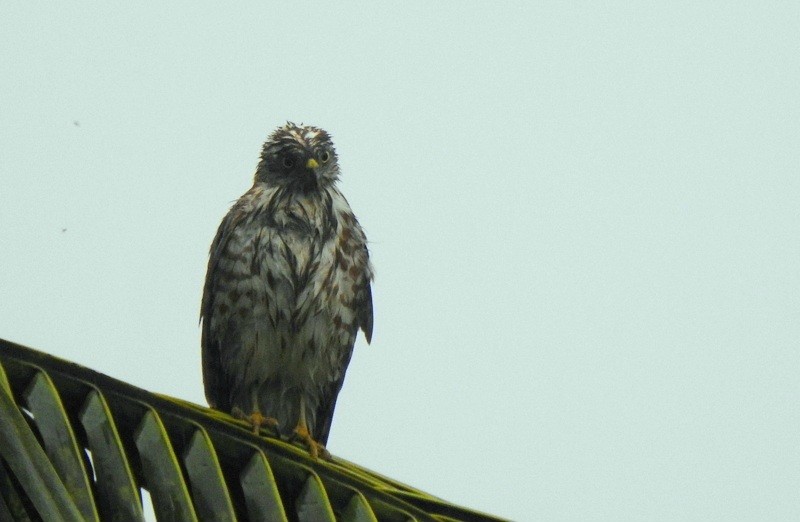 Shikra - ML644512297