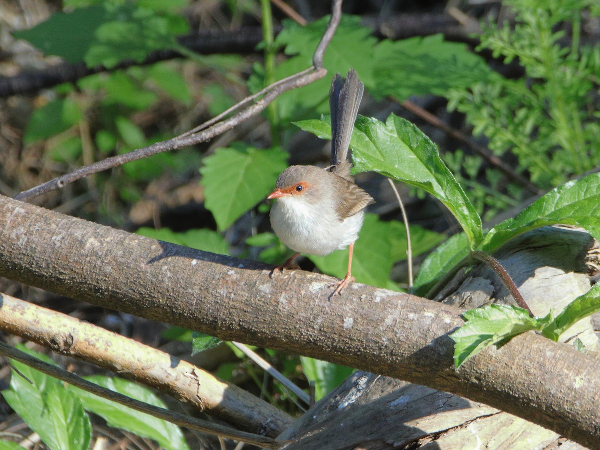 modropláštník nádherný - ML644512308