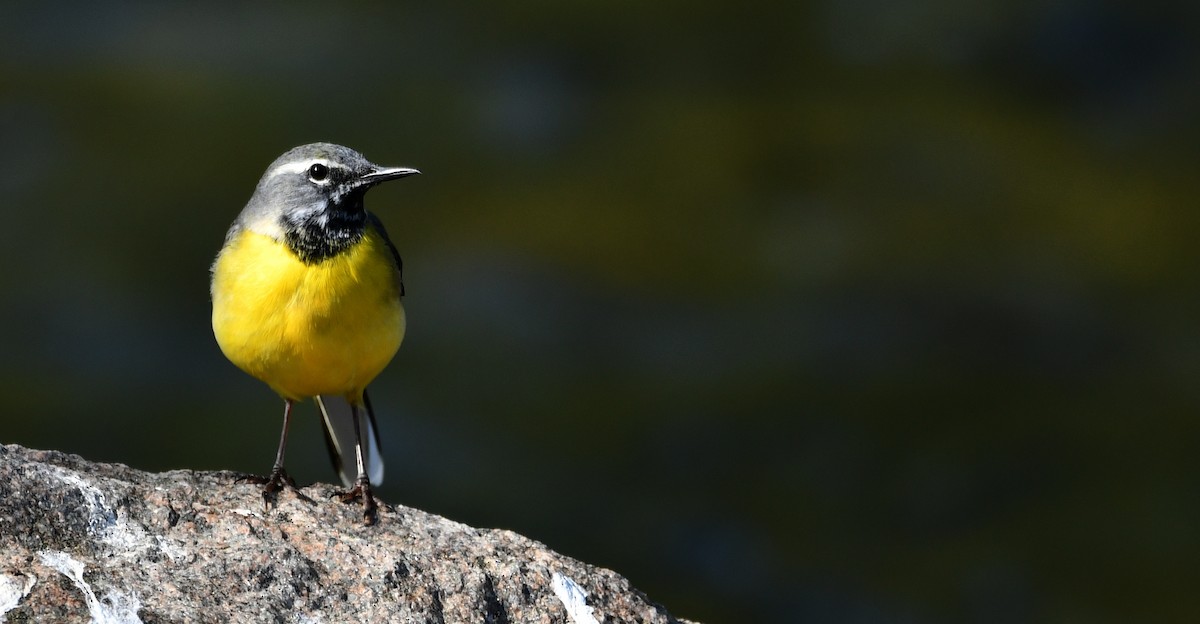 Gray Wagtail - ML644512320
