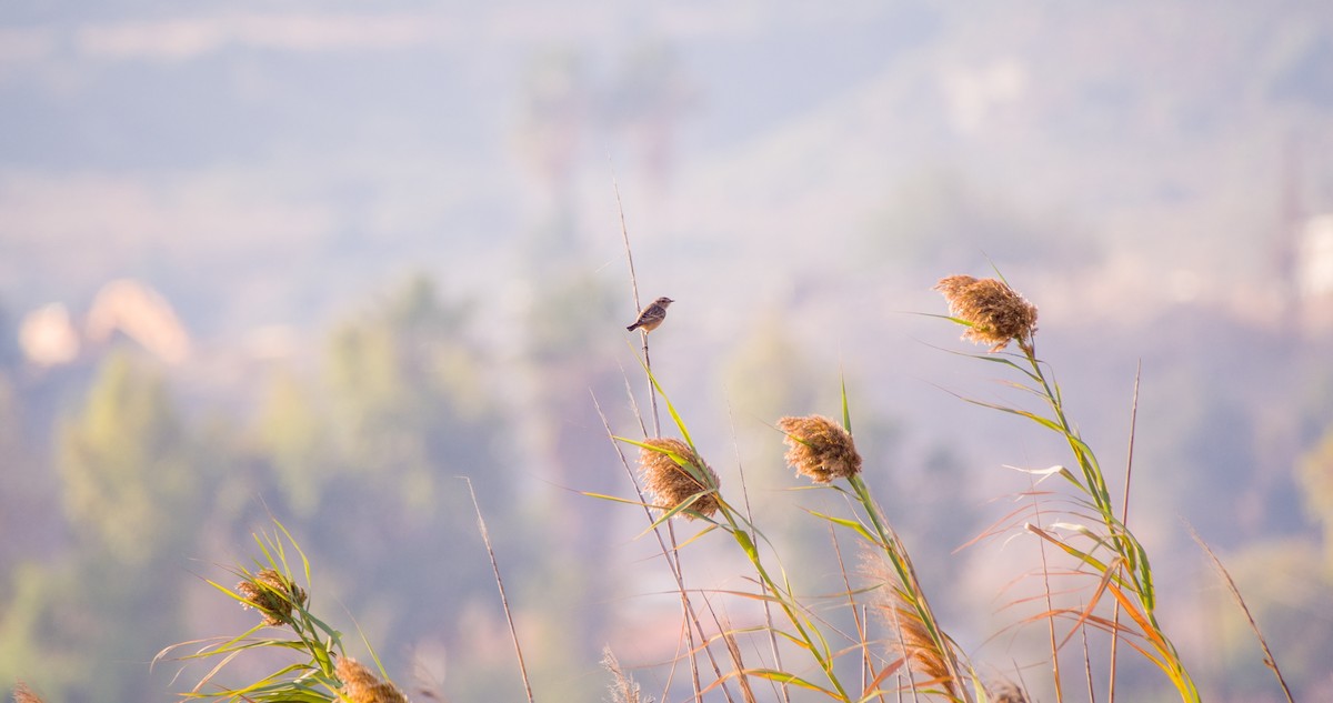 bramborníček hnědý - ML644512325