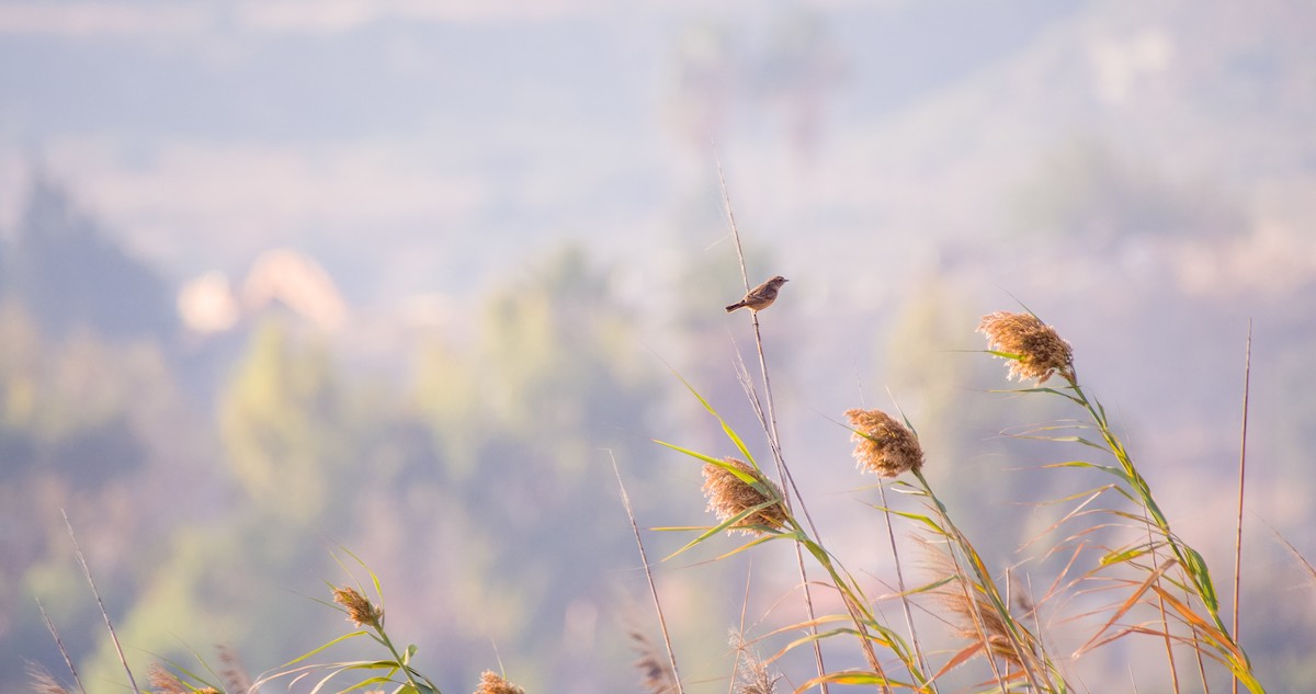 bramborníček hnědý - ML644512326