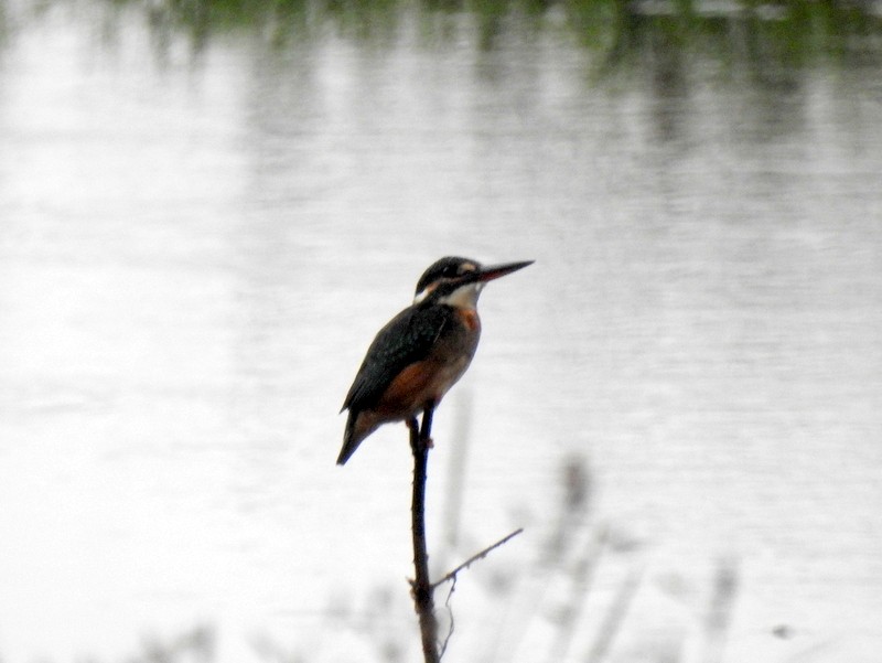 Common Kingfisher - ML644512327