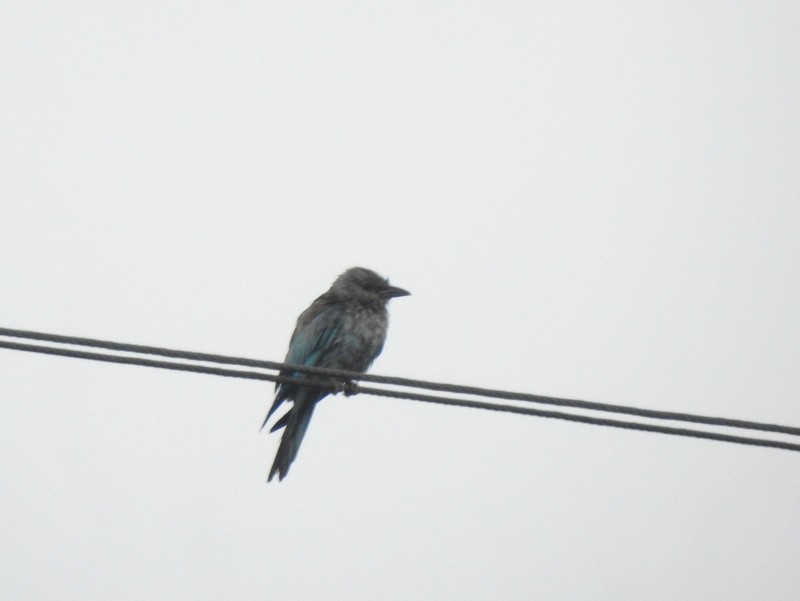 European Roller - ML644512332