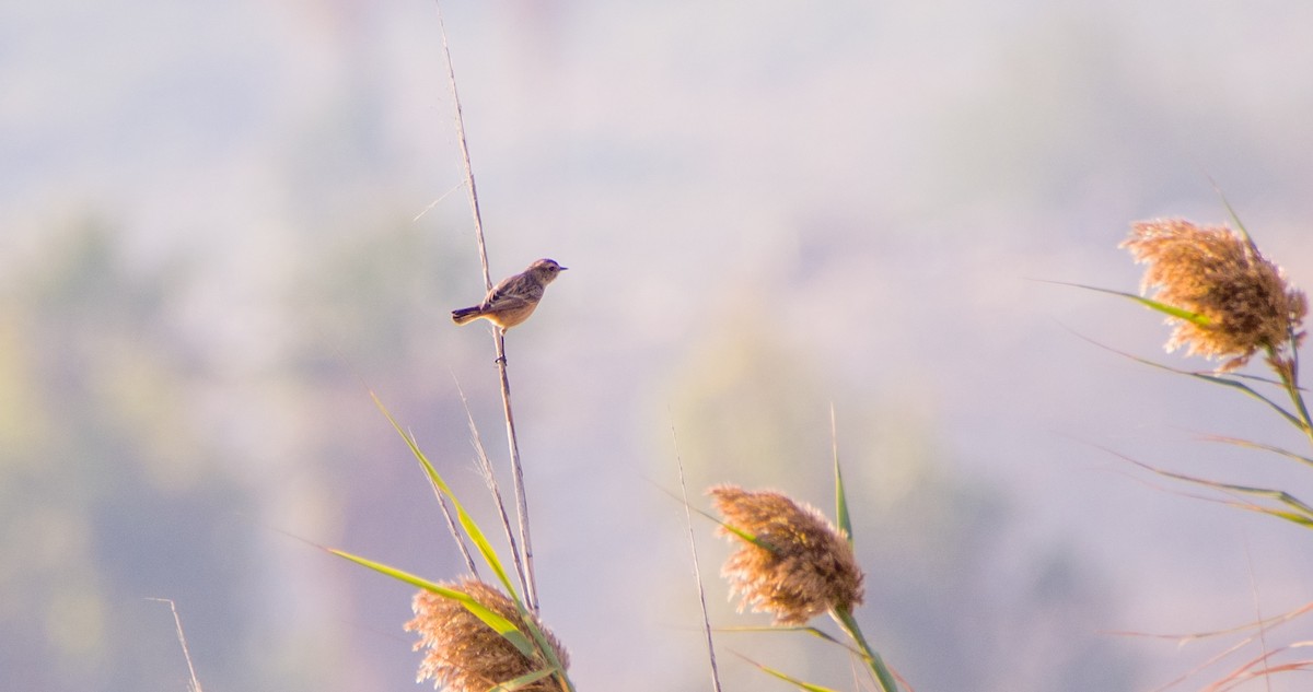 bramborníček hnědý - ML644512333