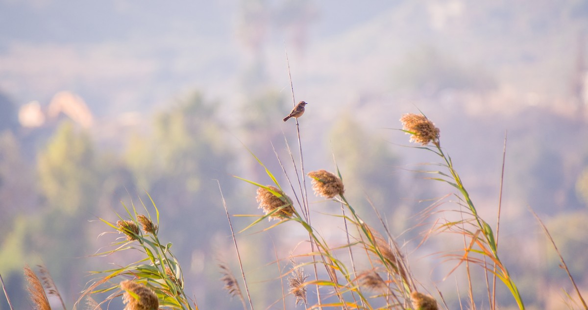 bramborníček hnědý - ML644512334