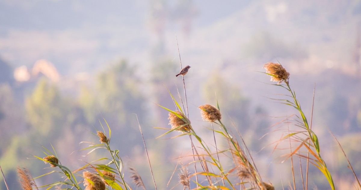 bramborníček hnědý - ML644512335