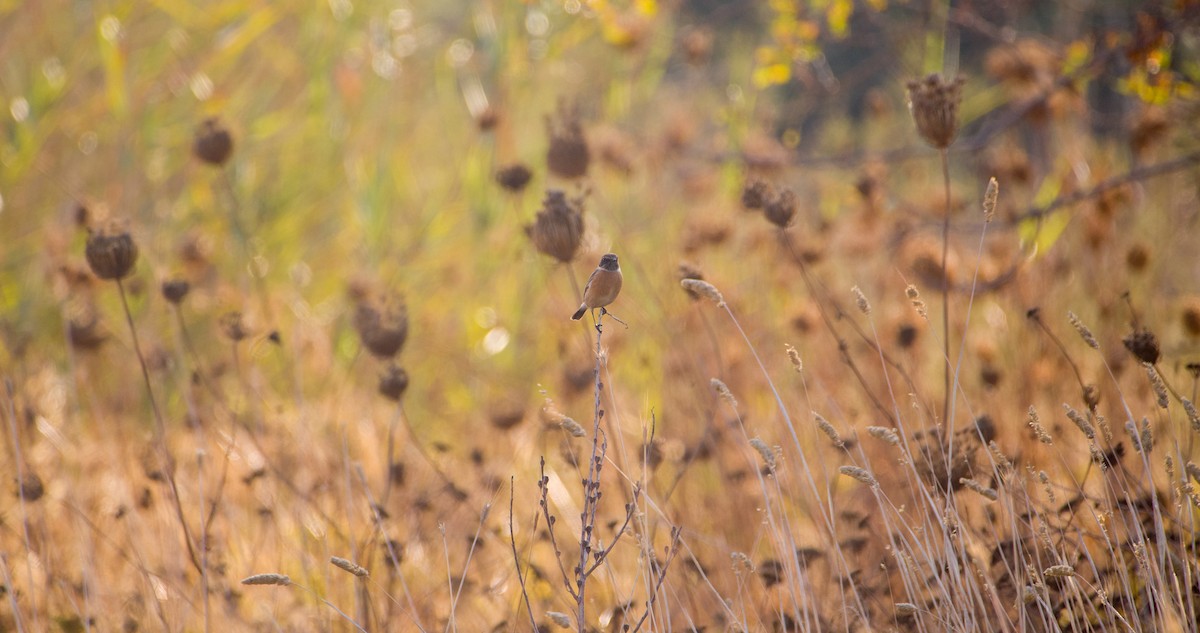 bramborníček černohlavý - ML644512336