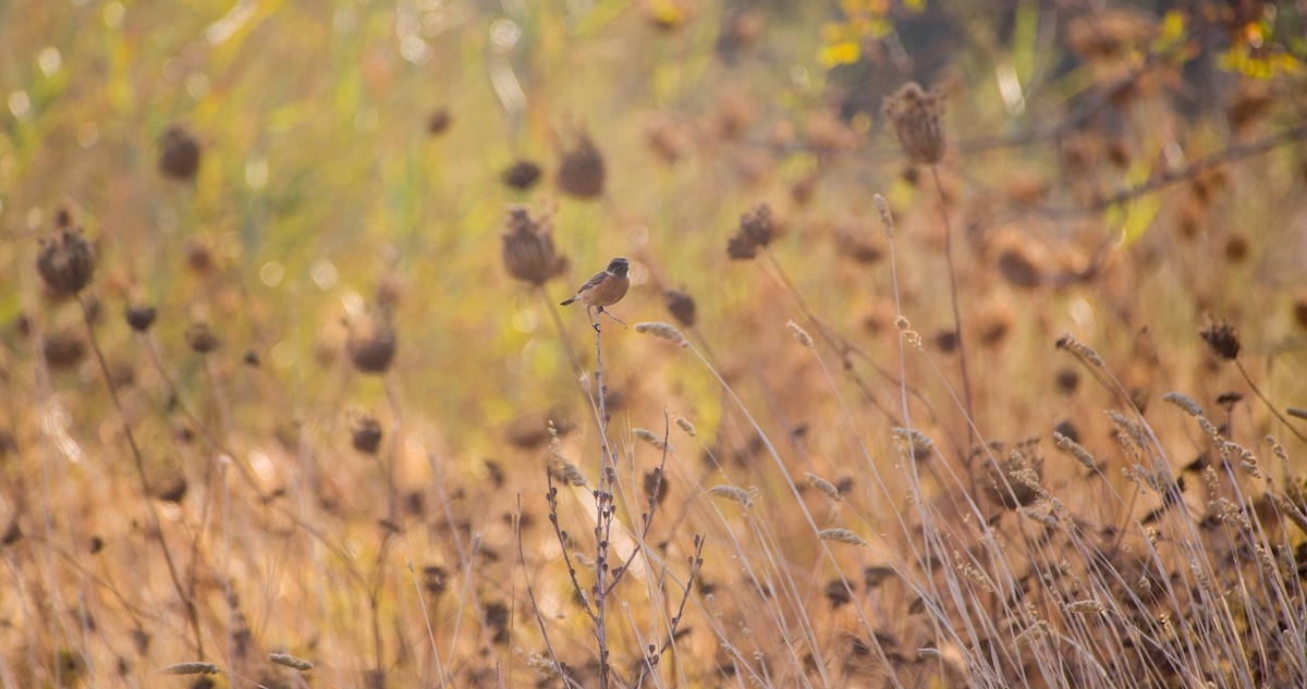 bramborníček černohlavý - ML644512337