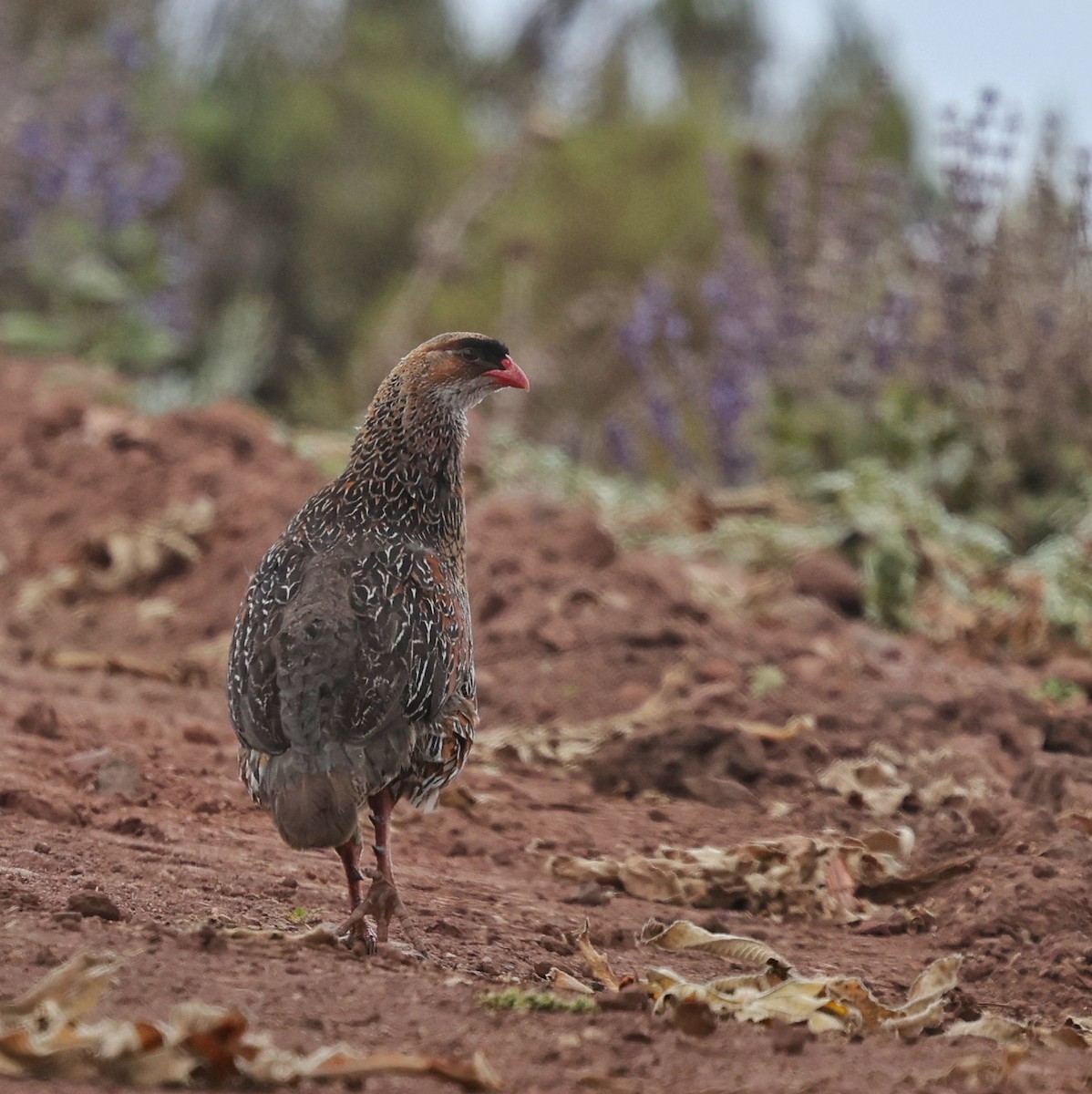 frankolín rezavokrký - ML644512338