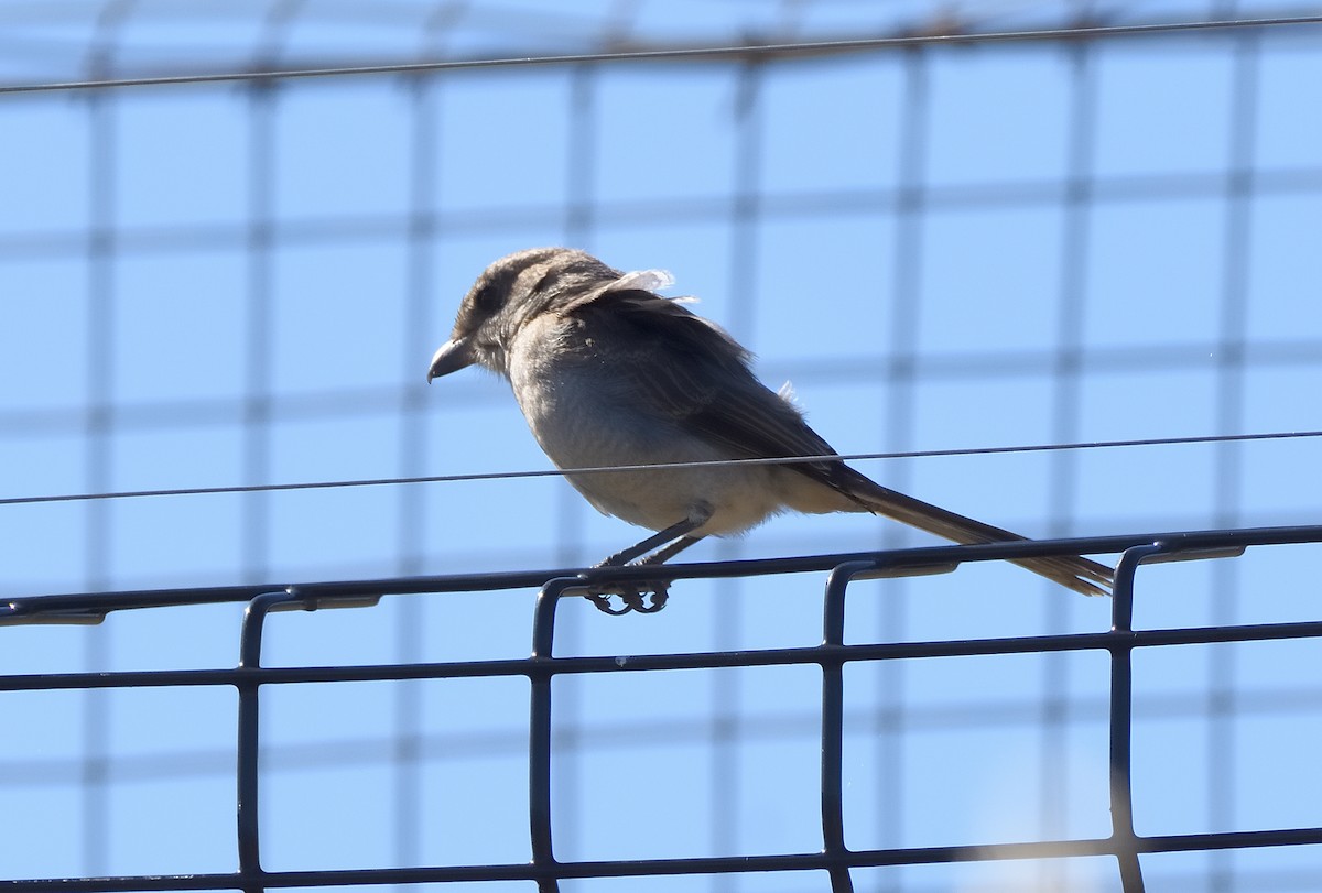 ťuhýk afrotropický - ML644512339