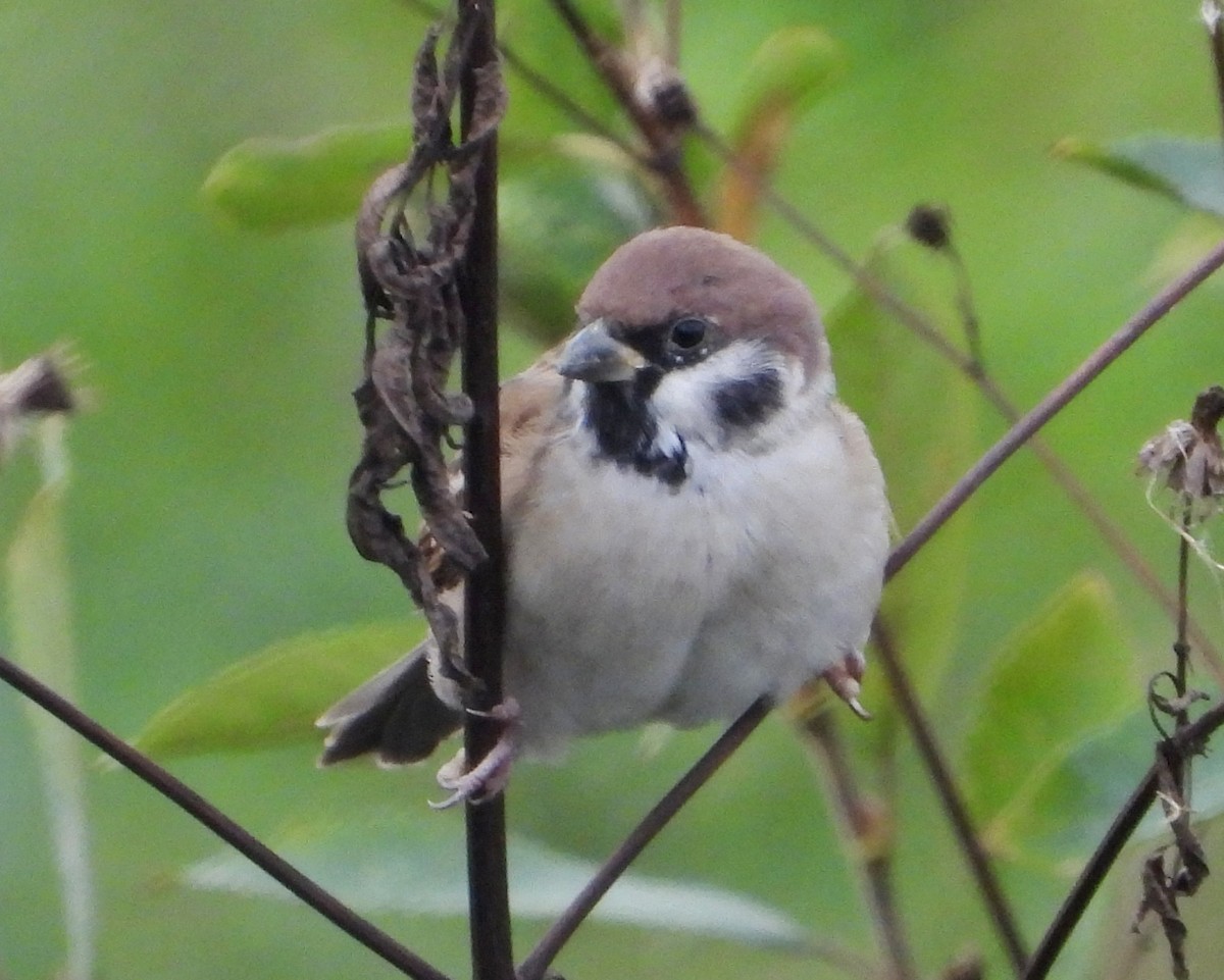 vrabec polní - ML644512342