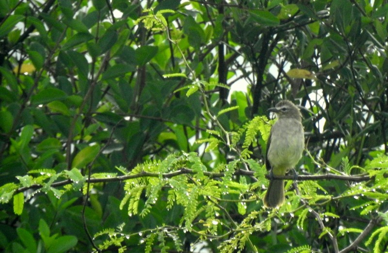 White-browed Bulbul - ML644512345