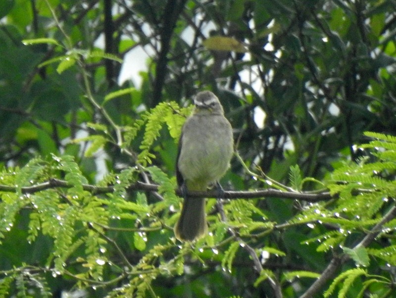 White-browed Bulbul - ML644512346